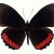    Papilio machaon
