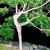 дерево-балерина