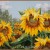 flower_sunflower
