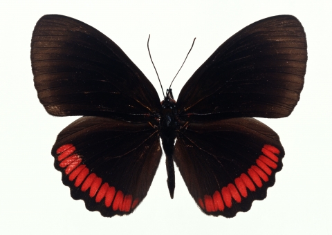    Papilio machaon -   
