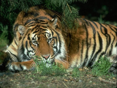 Tiger -   