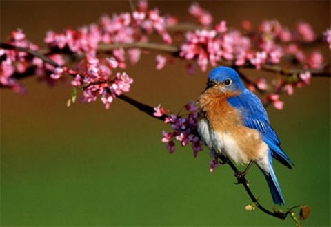 bluebird -     