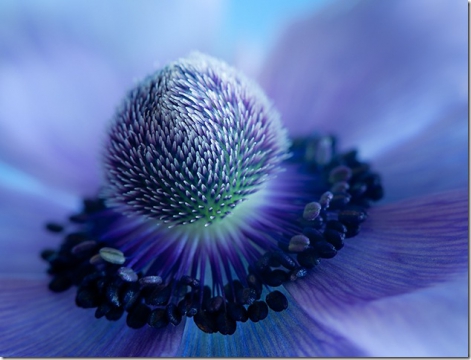 Blue anemone -   