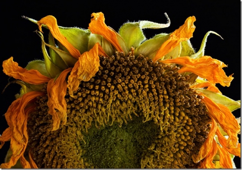 Sunflower -   