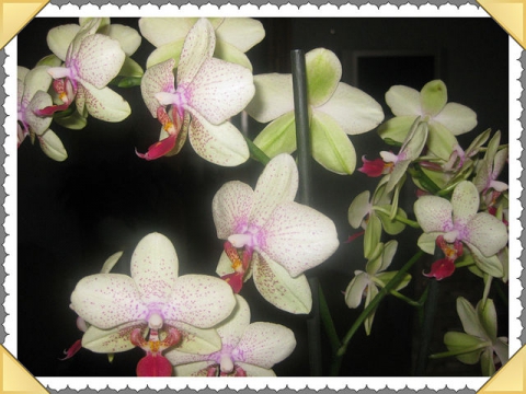Phalaenopsis ( ) -  Ը 